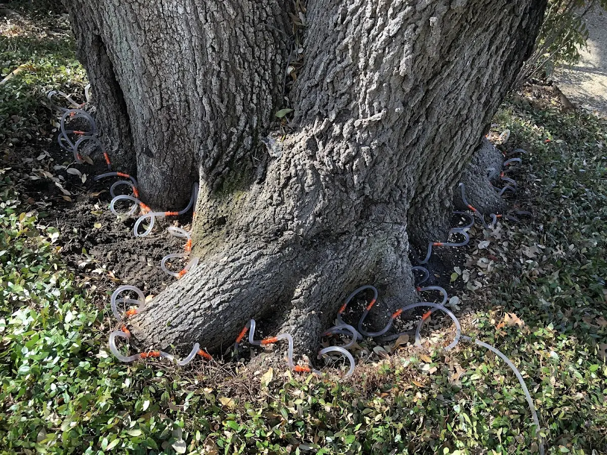 Detailed Tree Cabling and Bracing job site in Fresno