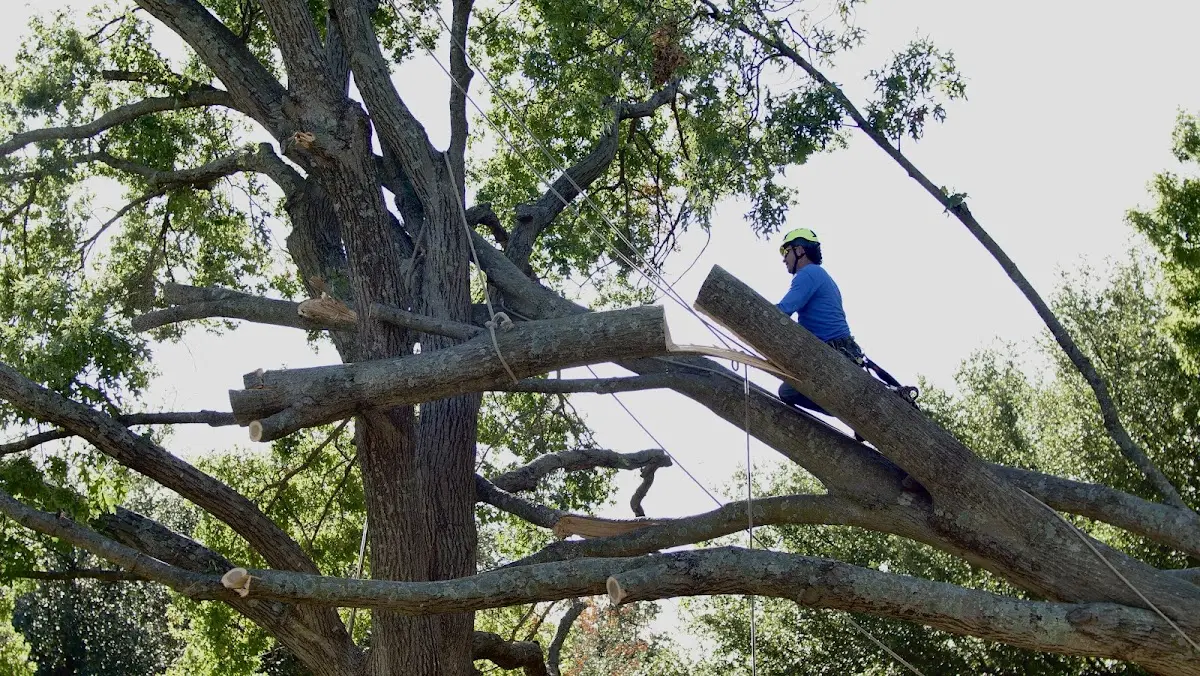 Professional Hazardous Tree Removal performed by certified arborists in Fresno