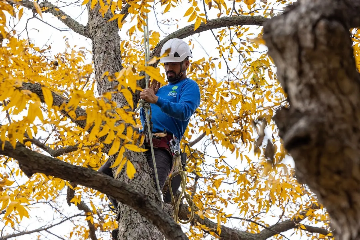 Skilled Tree Transplanting crew working in Fresno